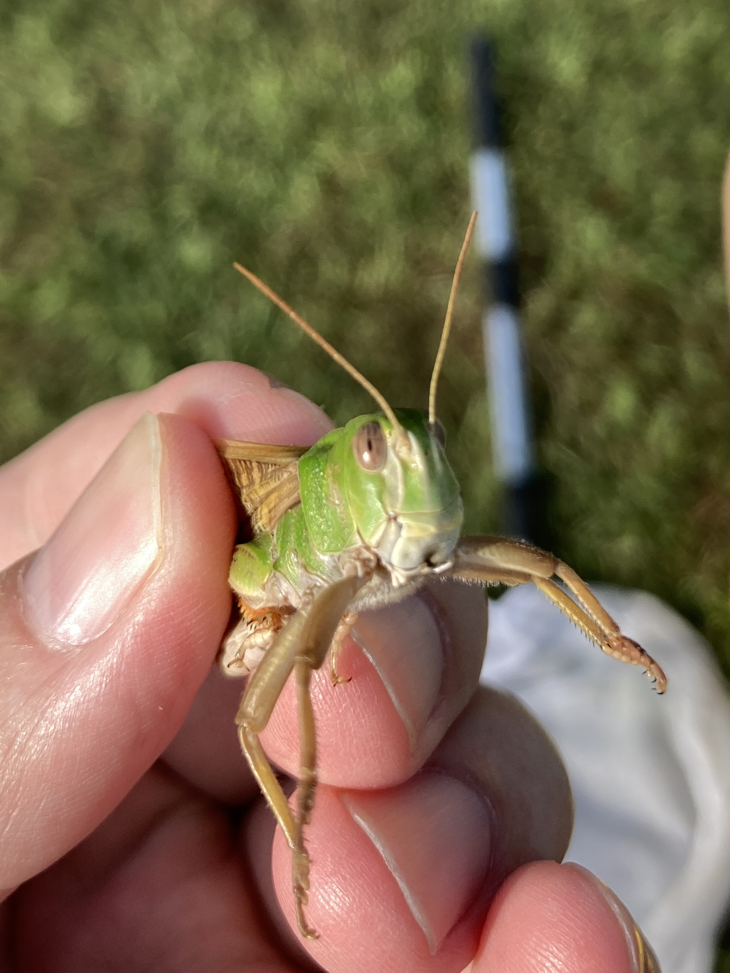 トノサマバッタ | ぼくのむしとり日記